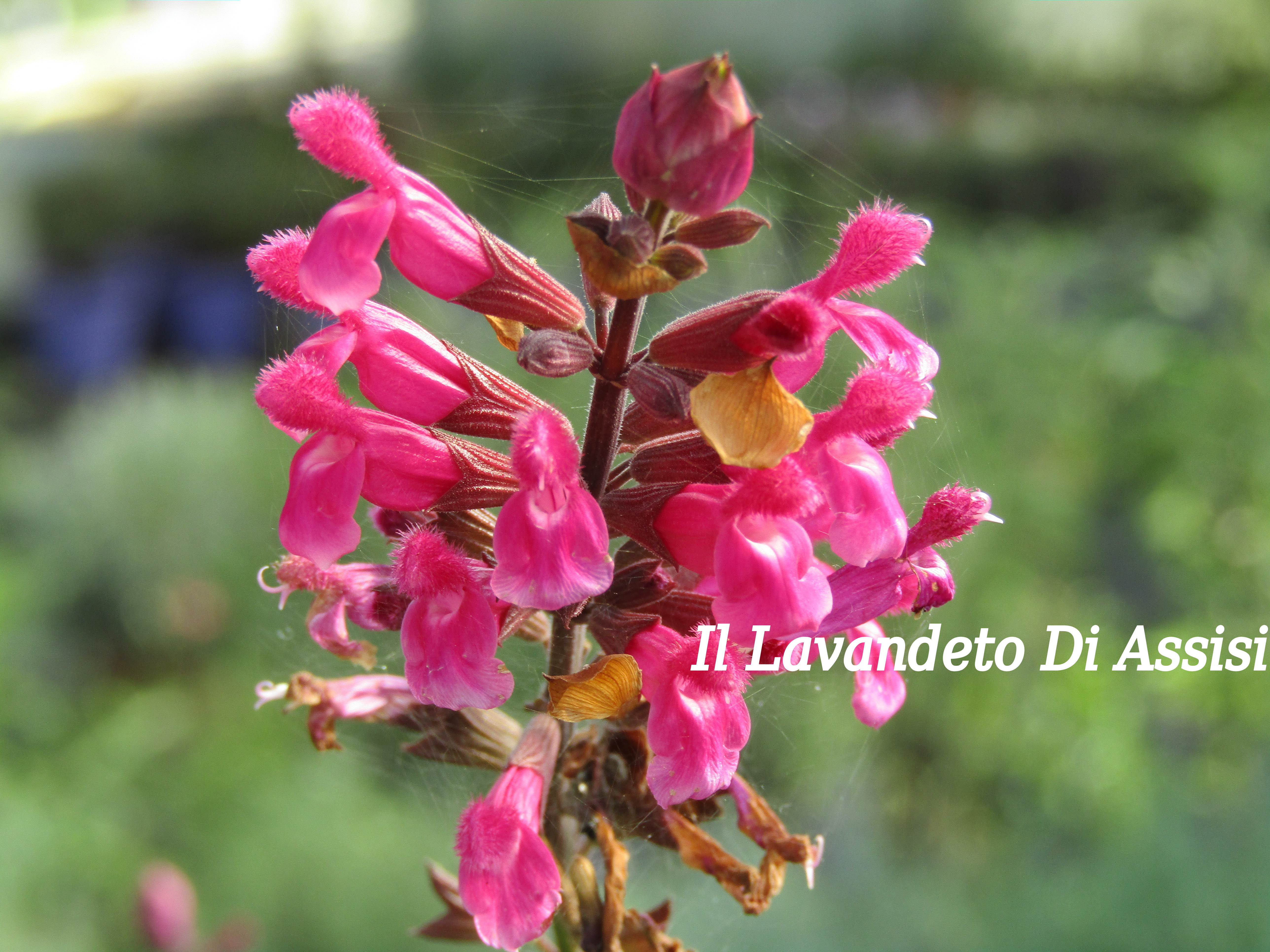Salvia involucrata